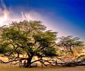 Keajaiban Pohon Paling Unik Di Dunia