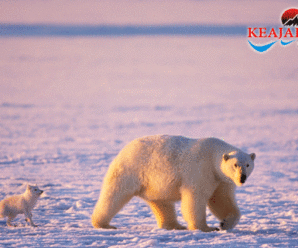 Perubahan Iklim Yang Cepat Sebabkan Salju Merah di Kutub Utara