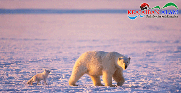 Perubahan Iklim Yang Cepat Sebabkan Salju Merah di Kutub Utara