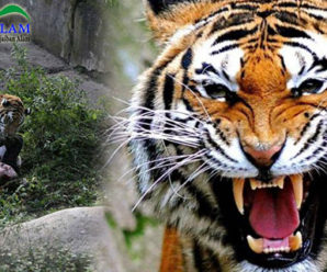 Nyaris Menjadi Santapan Harimau, Petugas Kebun Binatang Selamat Berkat Teriakan