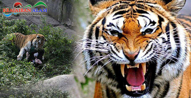 Nyaris Menjadi Santapan Harimau, Petugas Kebun Binatang Selamat Berkat Teriakan 