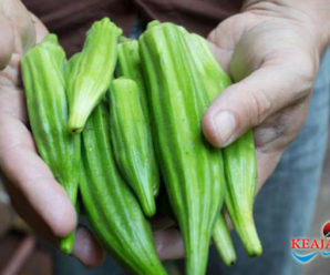 6 Manfaat Sehat Dari Mengonsumsi Sayuran Okra, Salah Satunya Mengatasi Wasir
