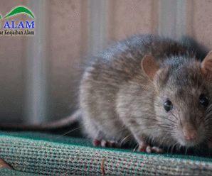 Waspada! Virus Baru Hepatitis E Ditularkan Oleh Tikus ke Manusia