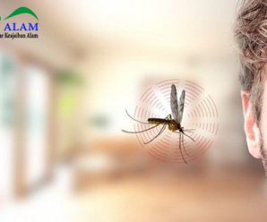Ini Dia 3 Alasan Mengapa Nyamuk Suka Berterbangan di Sekitar Area Telinga dan Kepala?