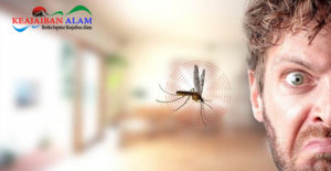 Ini Dia 3 Alasan Mengapa Nyamuk Suka Berterbangan di Sekitar Area Telinga dan Kepala?