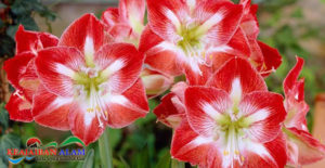 Selain Indah, Ini Dia 6 Manfaat Ampuh Dari Bunga Amarilis