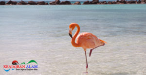 Mengapa Flamingo Suka Berdiri Dengan Satu Kaki? Yuk Cari Tahu Alasannya