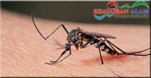 Begini Cara Bedakan Demam Malaria, Chikungunya, dan DBD